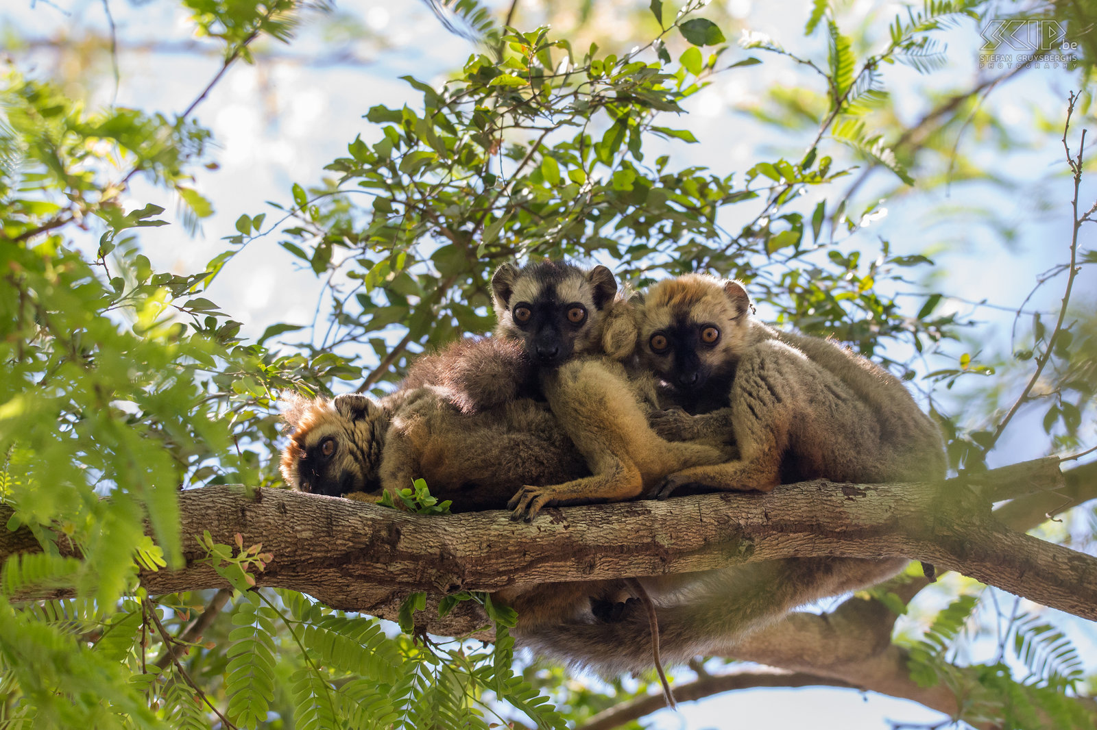 Kirindy - 'Red-fronted brown' maki's De ‘red-fronted brown lemur’ (Eulemur rufifrons) komt alleen voor in het westen en zuiden van Madagakar. Het is een zeer sociaal dier dat ook nieuwsgierig is. Ze leven in groepen van 4 tot 17 individuen. Stefan Cruysberghs